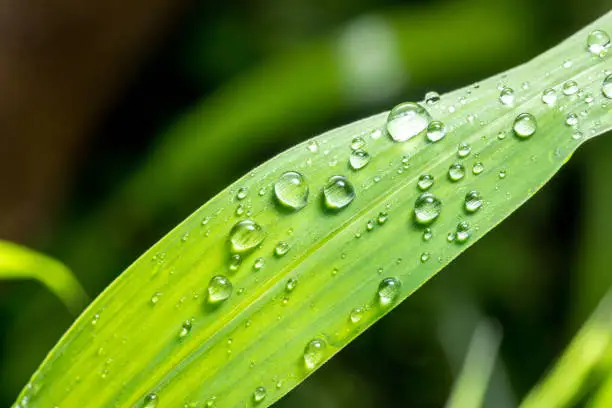 Photo of Detailed view of water droplets on green grass. Closeup of water droplets on green grass