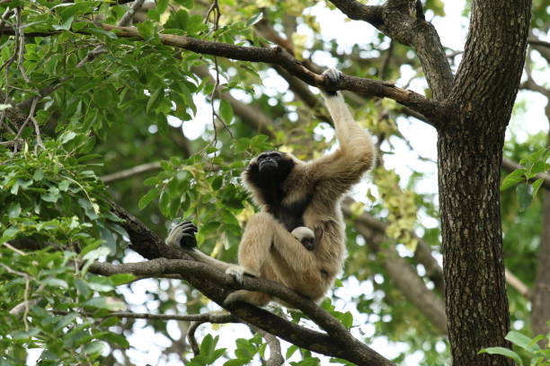 istock Gibbon with baby by Tuck 1318761130