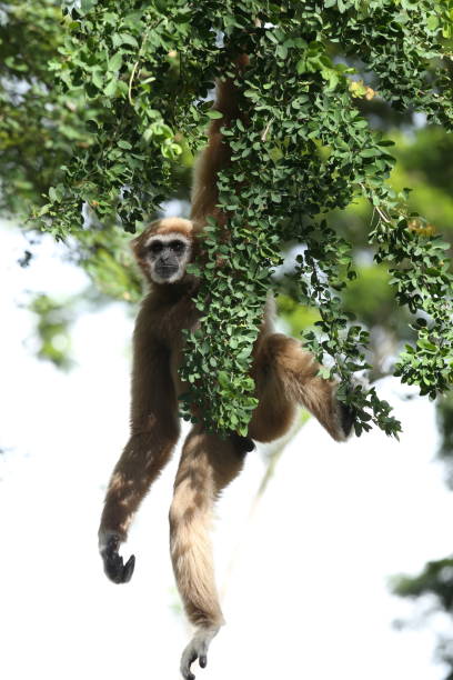 istock White handed gibbon 001  by tuck 1318761207