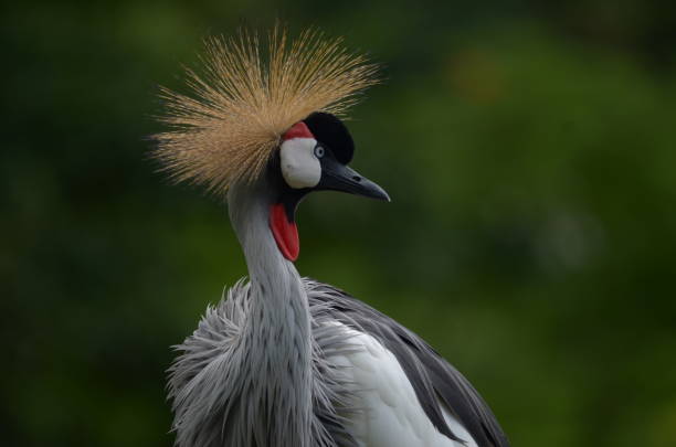 istock Grey Crowned Crane by Tuck 1318761224