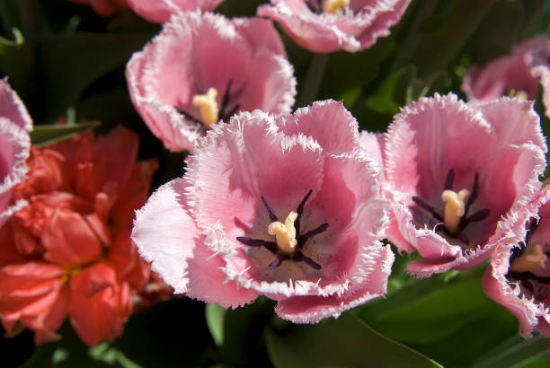 istock Pink decorative fringed tulips 1318762102