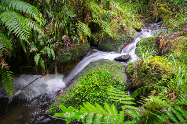 istock Waterfall surrounded by New Zealand native bush 1318763461