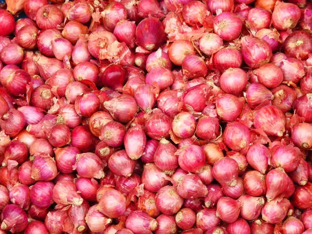 farm fresh onion gathered