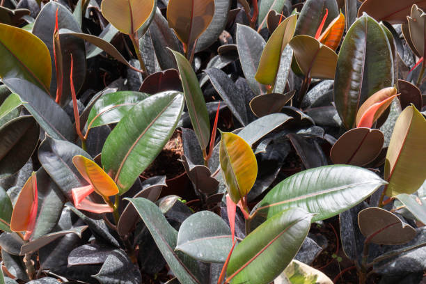 istock Chilled out at outdoors plant market 1318769219
