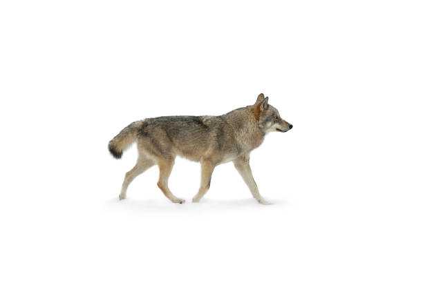 istock Gray she-wolf running in the snow isolated on white 1318769814