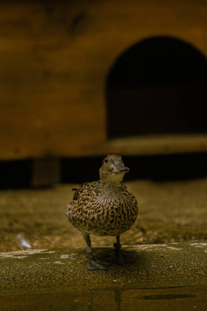 istock Wild ducks at the pond 1318771335