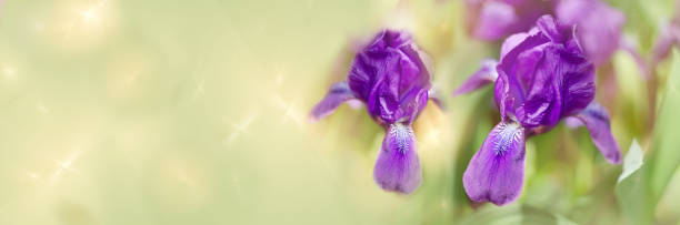 istock Widescreen defocused background with beautiful purple, forest iris flowers. Art design, banner 1318771361