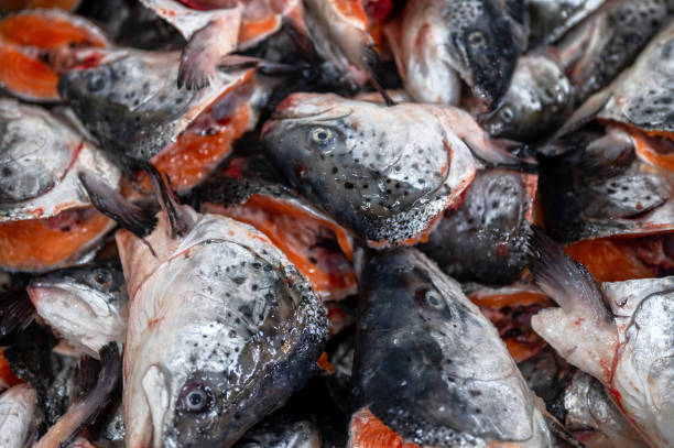 Many cut off heads of trout and salmon, close-up. The heads are in a big heap Many cut off heads of trout and salmon, close-up. The heads are in a big heap. Fish processing at the factory. fish with big lips stock pictures, royalty-free photos & images