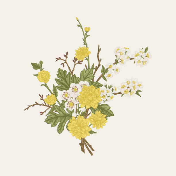 꽃이 만발한 나무가 있는 봄 꽃다발. - hawthorn flower old fashioned botany stock illustrations