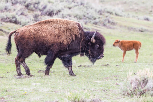 istock Herd of Bisons in Yellowstone 1318772298