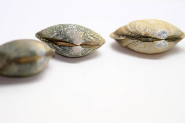 Three Clam Shells 620+ Asia Clam Raw Japanese Cuisine Stock Photos, Pictures & Royalty ...