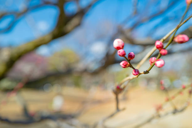 Floral plum blossoms at the park in spring