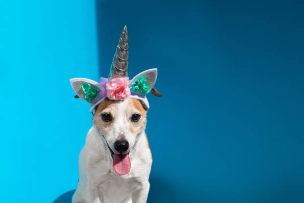 istock Jack Russell terrier with unicorn horn on blue background 1318774024