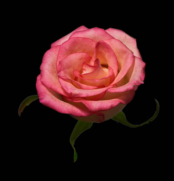 istock rose flower growing on black background 1318775171