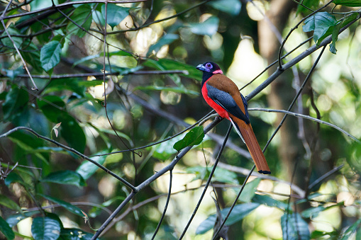 Beautiful adult male Diard's trogon, uprisen angle view, side shot, perching on the branch with overgrown in twig in the morning in nature of tropical moist lowland forest, southern Thailand.