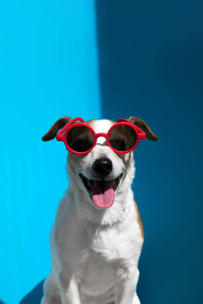 Jack Russell terrier in round red sunglasses looks at camera on blue stock photo