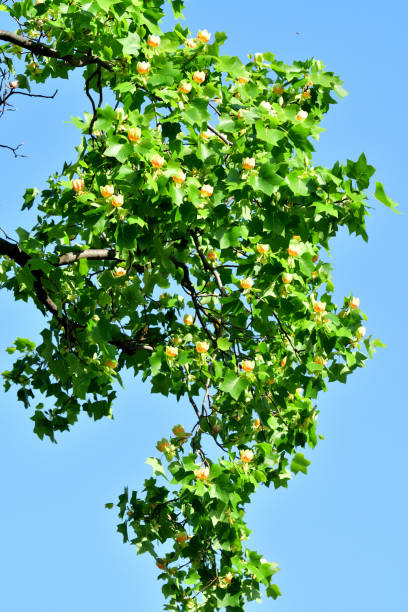istock Tulip Tree Flower / Liriodendron tulipifera Flower 1318775684