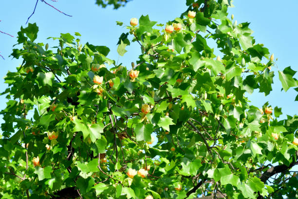 istock Tulip Tree Flower / Liriodendron tulipifera Flower 1318776222