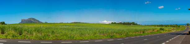 istock Panorama of sugar cane field. 1318776293