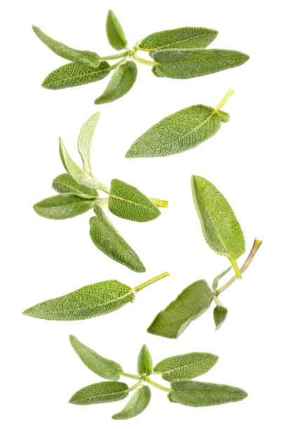 Flying fresh leaves and twigs of sage on white background stock photo