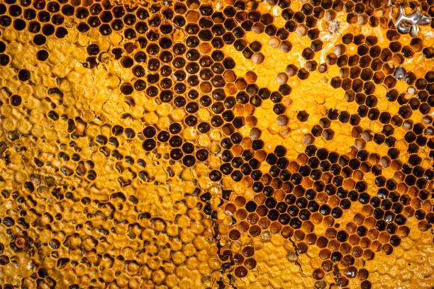istock Close-Up Of Honey Bee Comb,honeycomb pattern with Bee nest 1318779086
