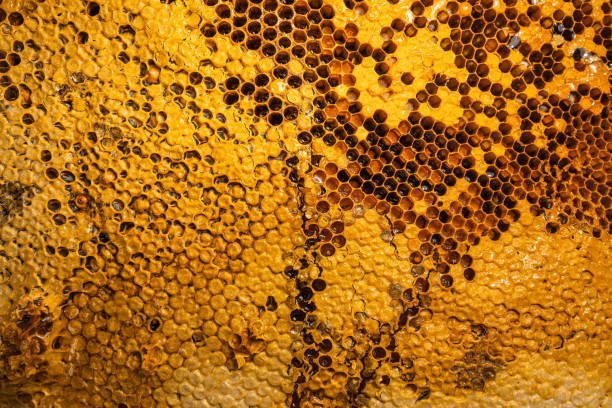istock Close-Up Of Honey Bee Comb,honeycomb pattern with Bee nest 1318779228