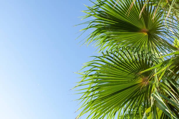 Palm leaves in front of blue sunny summer sky. Beach travel and vacation backdrop with copy space