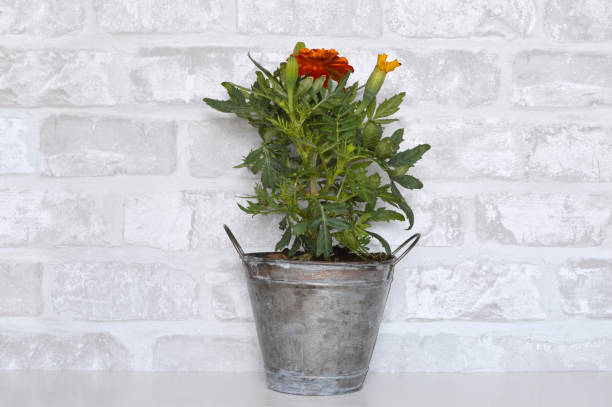 istock Red and Yellow Bounty Marigold 1318780921