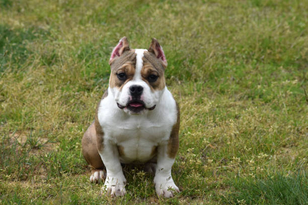istock American Bully Puppy 1318781591