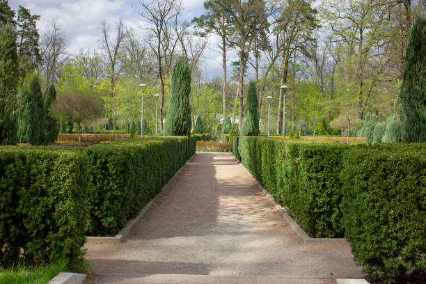 istock Path of ornamental shrubs in the park. 1318783183