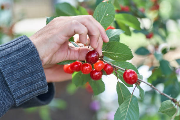 istock Female hand picking cherries from branch in garden 1318783583
