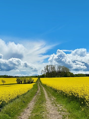 rural road in spring with flowering canola field against blue sky