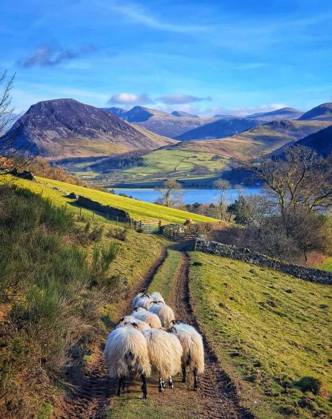 istock Sheep on the way down to loweswater 1318786701
