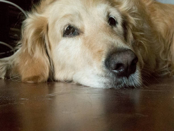 istock Dog on the ground 1318788050