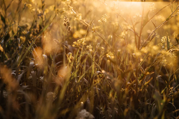 istock 1.	Beautiful forest in spring. Wildflowers under tree crowns with sunrise at dawn 1318789180