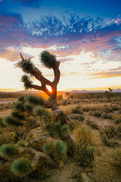 istock Joshua tree in California desert during sunset USA 1318789371