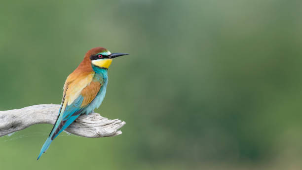 istock The beautiful bee eater male on branch (Merops apiaster) 1318789563