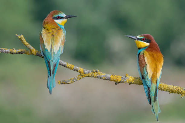 istock Bee eater female (at left) and male (at right) perched on branch (Merops apiaster) 1318789692