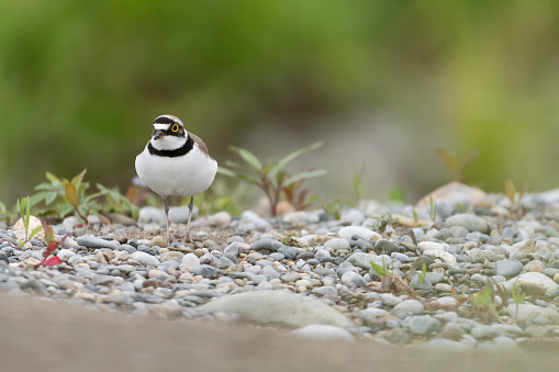 Portrait of small and isolated plover