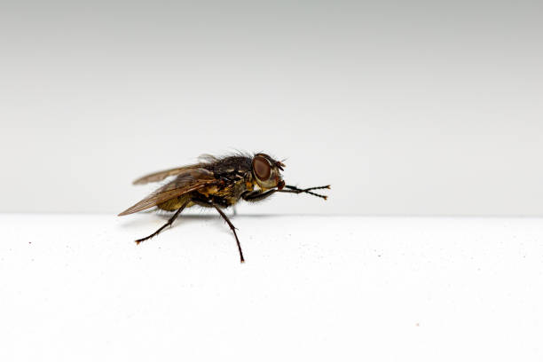 eine fliege auf einem mit hintergrund - fly housefly ugliness unhygienic stock-fotos und bilder