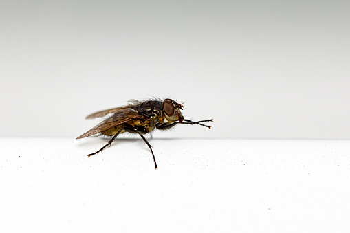 A fly on a withe background