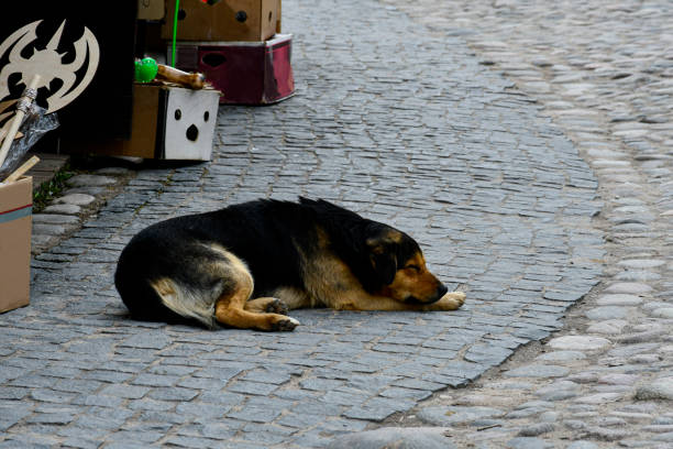 istock A stray dog lies on the road. 1318789981