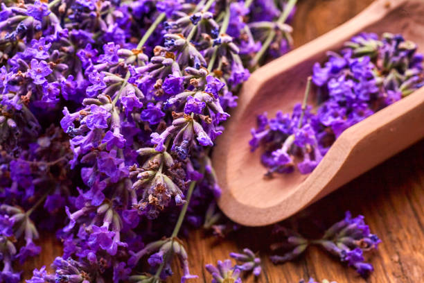 istock Bunch of Lavender flowers 1318790617