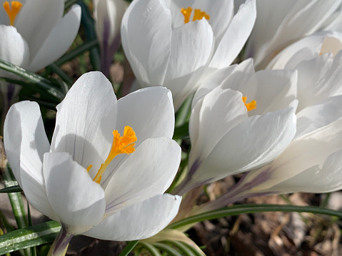 Beautiful white crocus flowers close up. The first flowers that appear in the spring, after the snow melts.