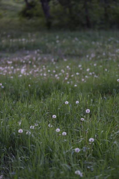 istock white dandelions in the evening meadow in summer 1318792538