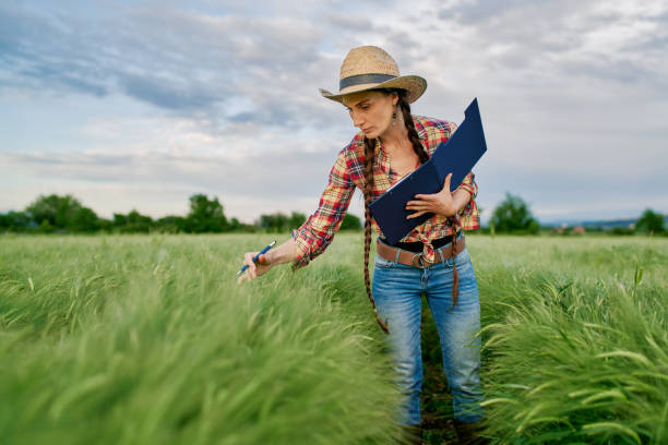 istock Female plant researcher checking and taking notes in wheat field 1318792882