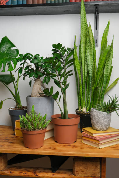 istock Collection of potted plants in stylish interior 1318794274