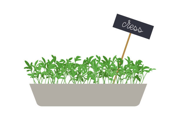 ilustraciones, imágenes clip art, dibujos animados e iconos de stock de ensalada de cress dibujada a mano microgreens en caja. alimentos saludables. - cress