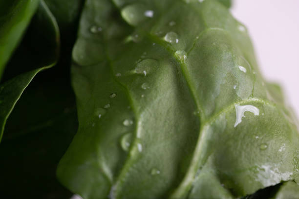 Fresh spinach leaves washed for detox drink, close-up, water drops on the leaves