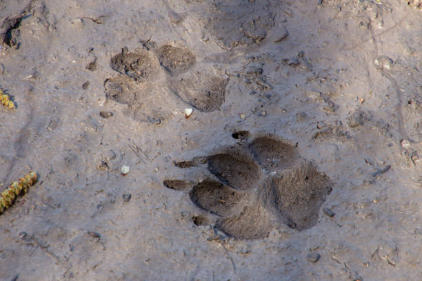 istock Dog or wolf track in the mud 1318795694